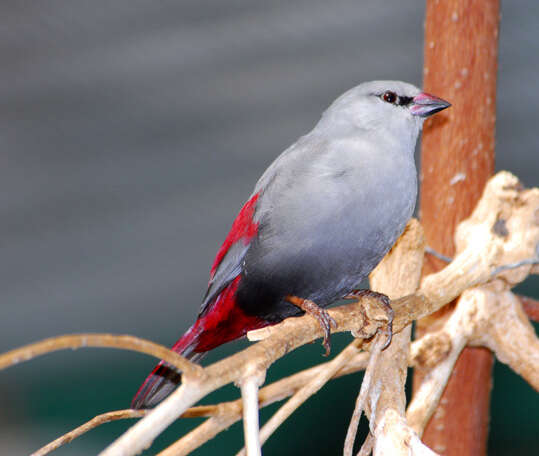 Image of Estrilda caerulescens