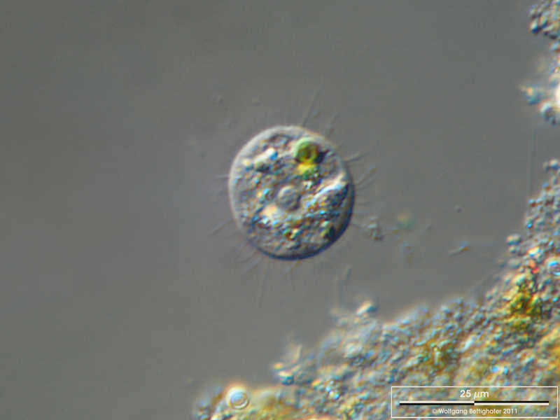 Image of Nucleariidae