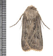 Image of Agrotis