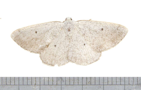 Image of Gray Spring Moth