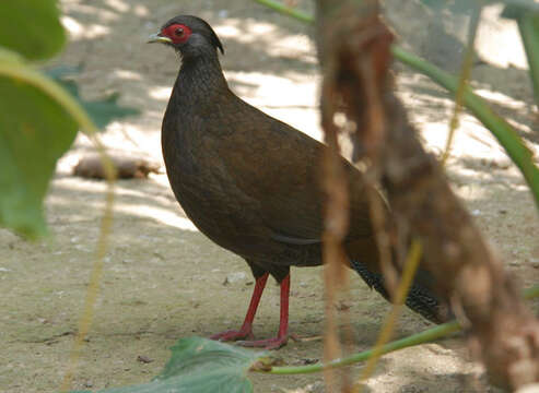 Image of Silver Pheasant