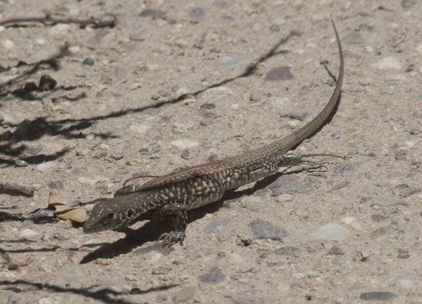 Image of Cnemidophorus tigris