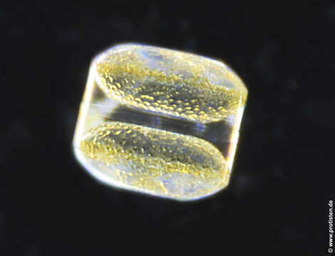 Image of Coscinodiscus concinnus