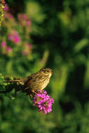 Image of Swamp Sparrow