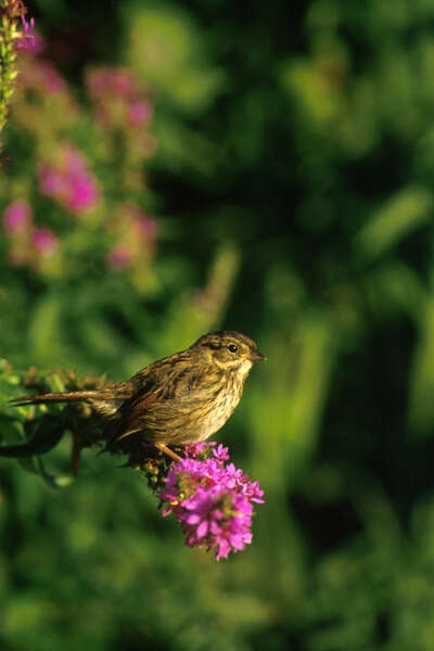 Melospiza georgiana (Latham 1790) resmi