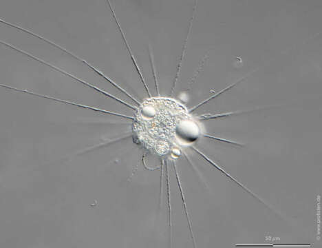 Image of Actinophrys sol