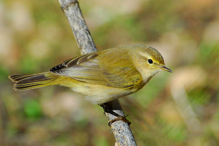 Image of Common Chiffchaff