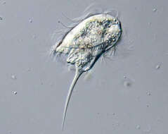 Image de Caenomorpha medusula