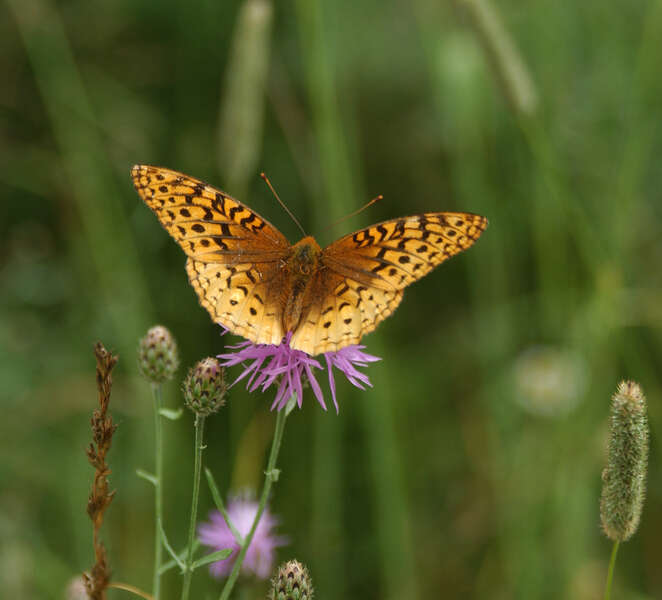 Image of Great Spangled Fritillary