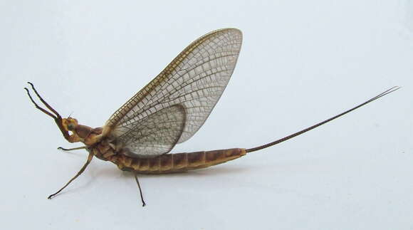 Image of common burrower mayflies