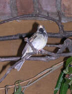 Image of Parrot-billed Seedeater