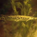 Image of Spotted gar