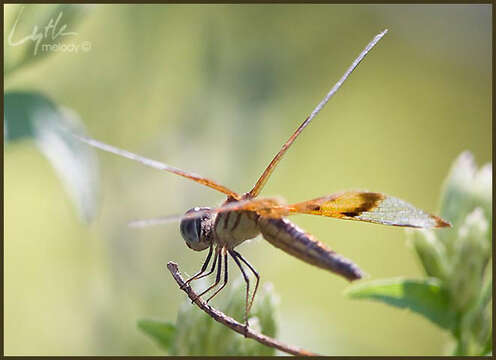 Imagem de Perithemis Hagen 1861