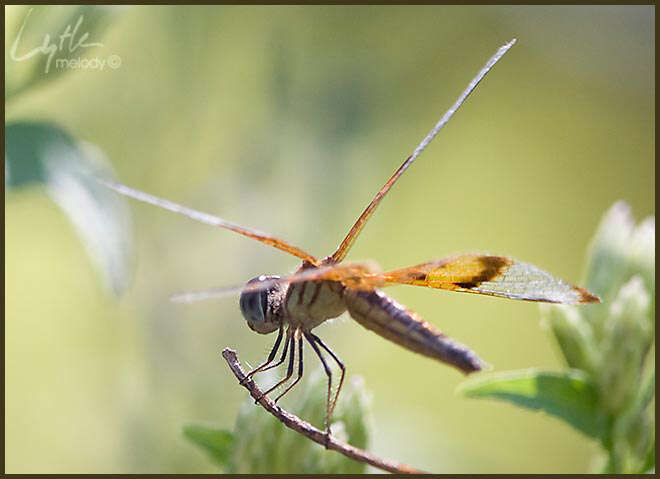 Image de Perithemis Hagen 1861