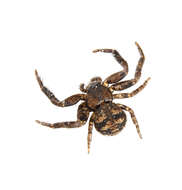 Image of Bark Crab Spiders