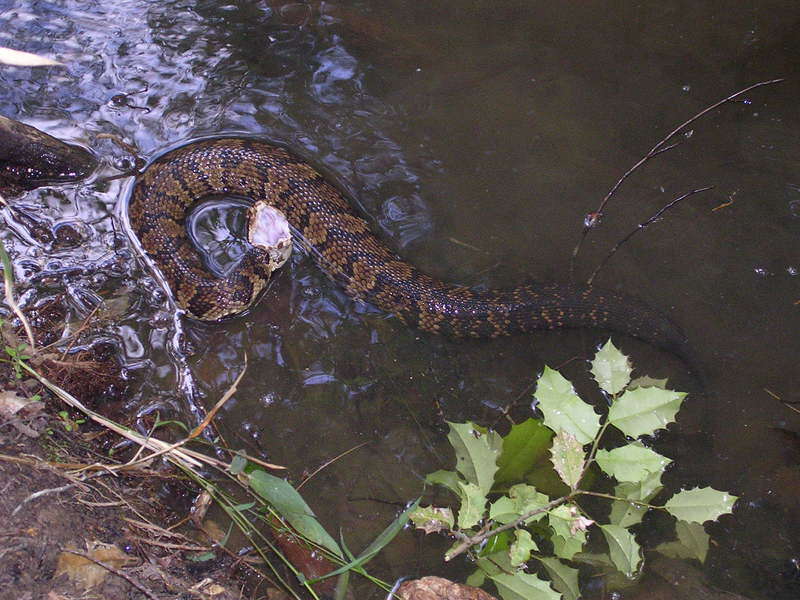 Agkistrodon piscivorus (Lacépède 1789)的圖片