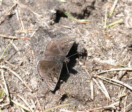 Image of Sleepy Duskywing