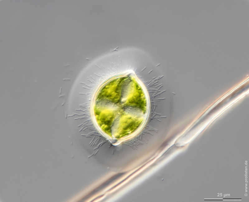 Image of Desmidium grevillei