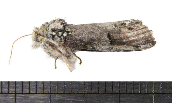 Image of Variegated Prominent, Unicorn Caterpillar Moth