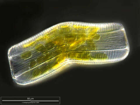 Image de Achnanthes longipes C. Agardh 1824