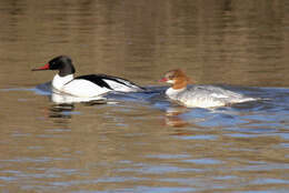 Image of Common Merganser