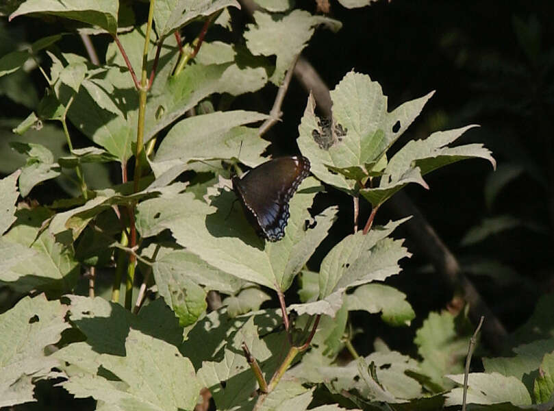 Image of Red-Spotted Purple