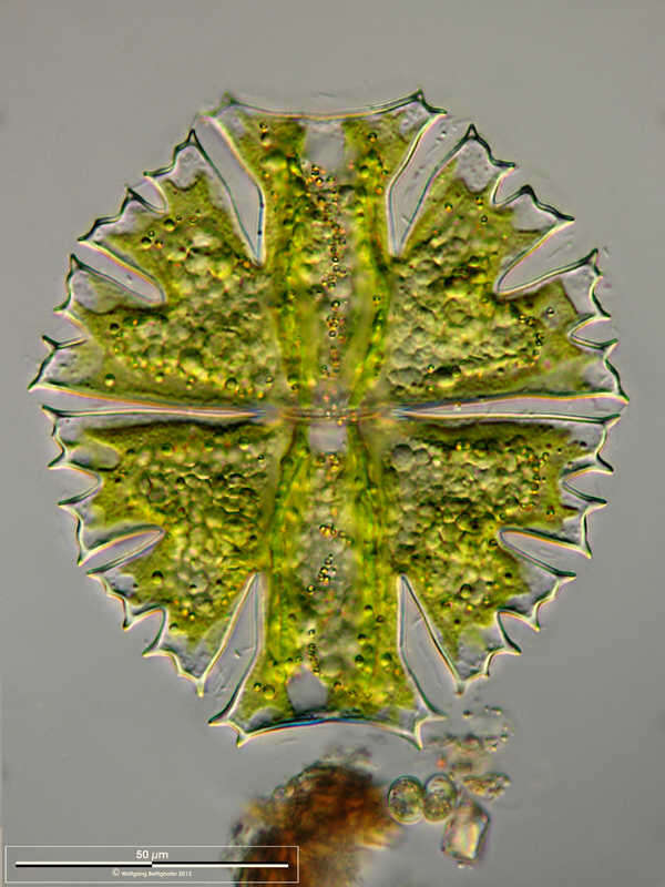 Image of Micrasterias crux-melitensis