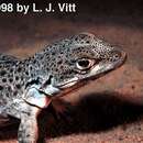 Image of Long-nosed Leopard Lizard