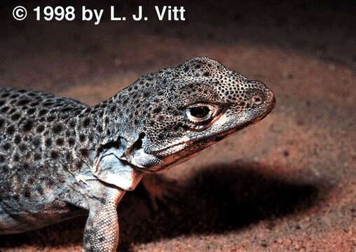 Image of Leopard lizards