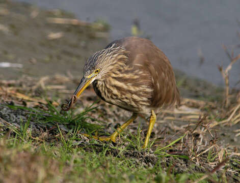 Image of Chinese Pond Heron