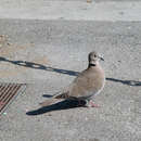 Image of Collared Dove