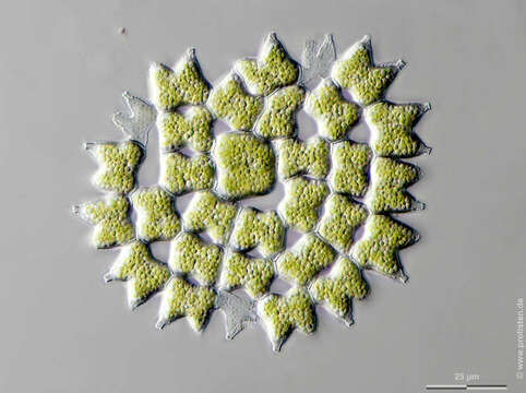 Image of Pediastrum subgranulatum (Raciborski) J. Komárek & V. Jankovsk