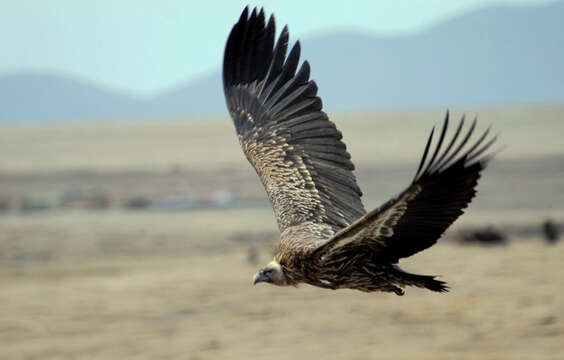 Image of Himalayan Griffon