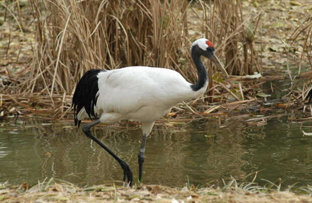 Image of Japanese Crane