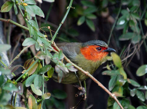 Image of Liocichla Swinhoe 1877