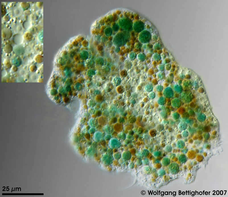 Imagem de Enteromyxa paludosa Cienkowsky 1885