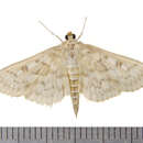 Image of Bold-feathered Grass Moth