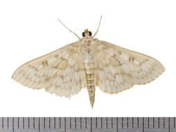 Image of Bold-feathered Grass Moth