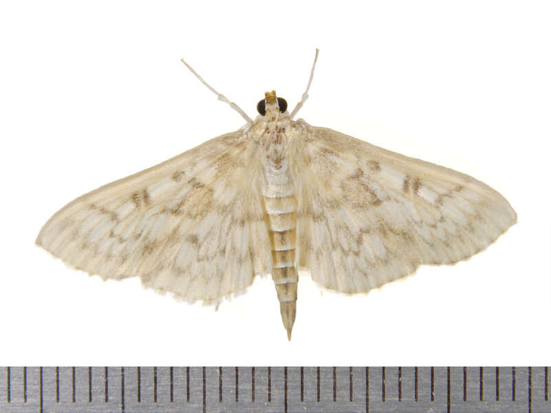 Image of Bold-feathered Grass Moth