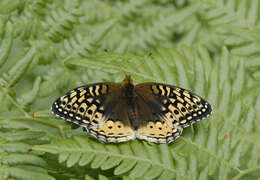 Image of Great Spangled Fritillary