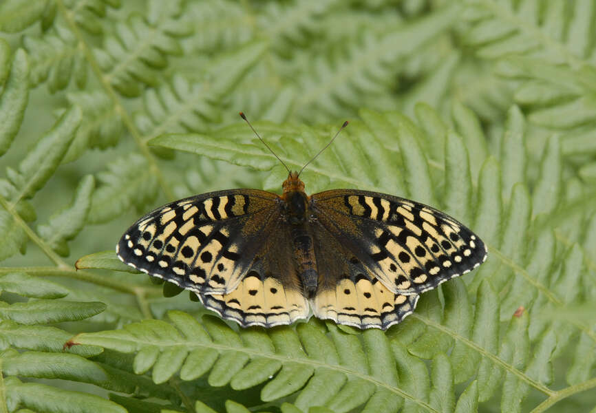 Image de Argynne cybèle