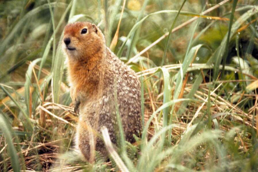 Image of Arctic ground squirrel