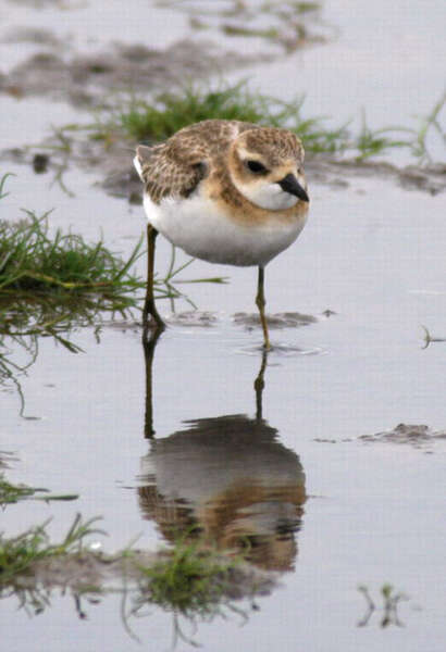 Image of Little Ringed Plover
