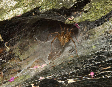 Image of Grass Spiders