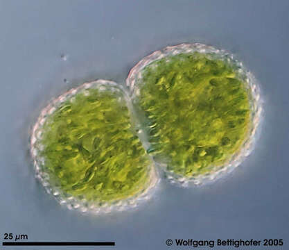 Image of Cosmarium pseudamoenum Wille 1884