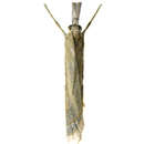 Image of Crambus