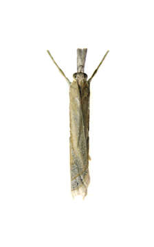 Image of Crambus