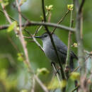 Imagem de Dumetella carolinensis (Linnaeus 1766)