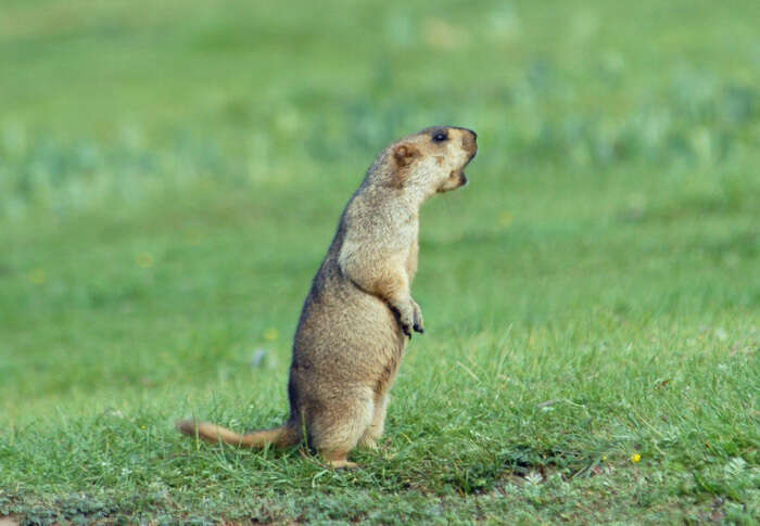 Imagem de Marmota himalayana (Hodgson 1841)