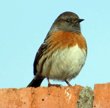 Image of Robin Accentor